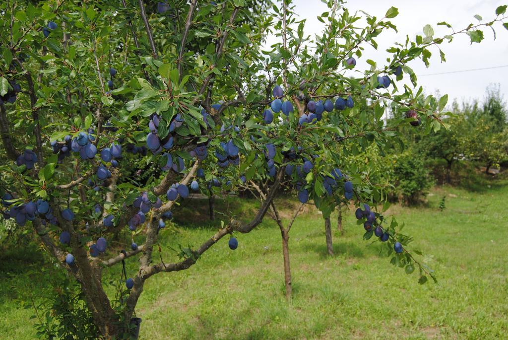 הוילה ברברינו די מוג'לו La Chiusuraccia מראה חיצוני תמונה